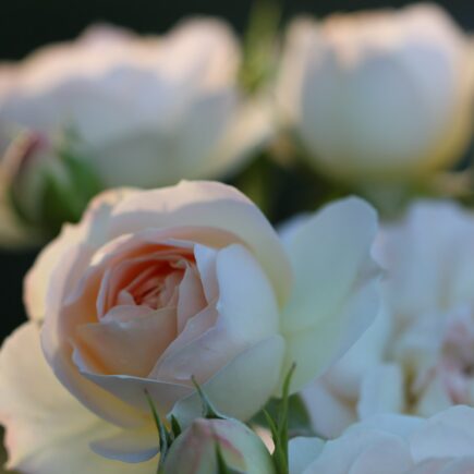 fiori meditazione corso